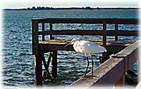 Sanibel Island Wildlife