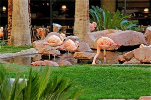 Flamingo Las Vegas