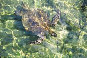 Ohana Keauhou Beach Resort